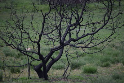 Bare tree on landscape against sky