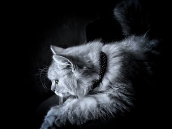 Close-up of a cat over black background