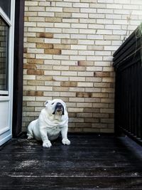 Portrait of dog sitting on brick wall