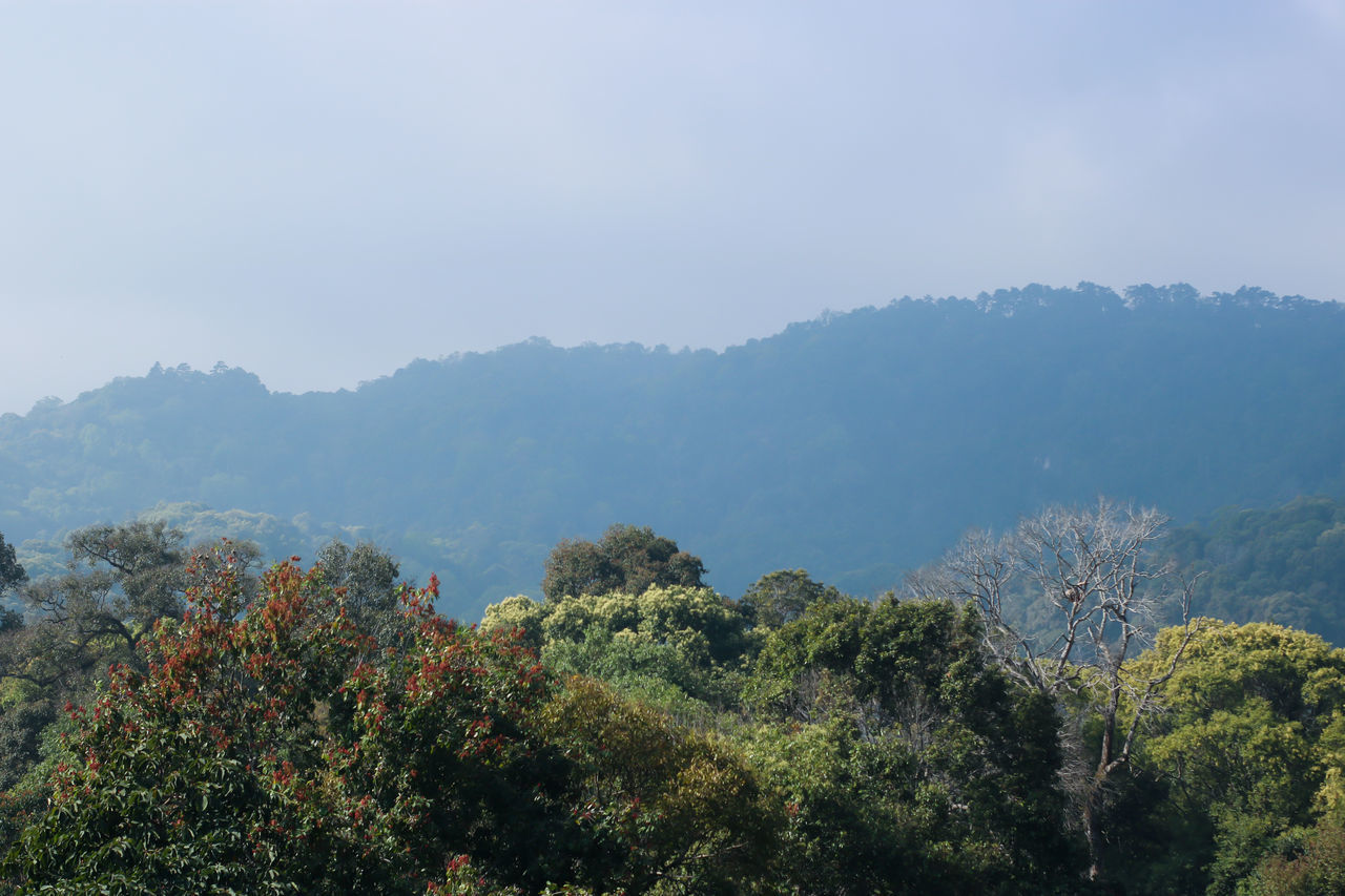 TREES AND PLANTS AGAINST SKY