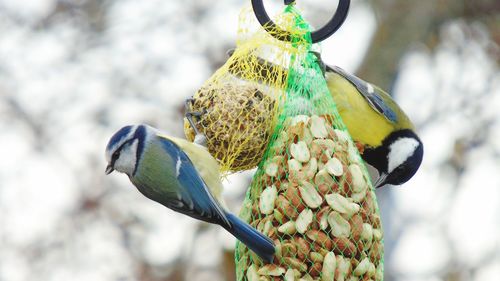 Close-up of bird perching on feeder