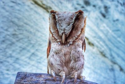 Close-up of owl perching on wood against wall