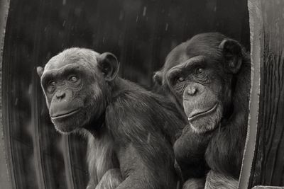 Portrait of chimpanzees sitting by tree