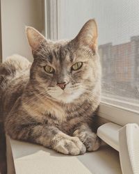 Portrait of cat sitting on window