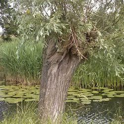 Trees growing in pond