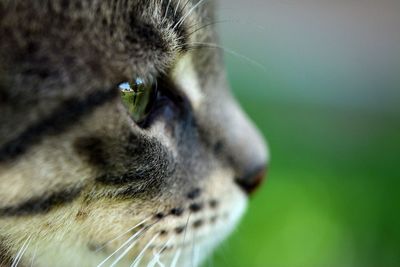 Close-up of cat