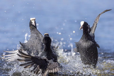 Birds flying over lake