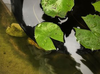 High angle view of wet leaves floating on lake