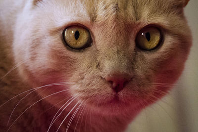 Close-up portrait of cat