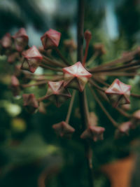 Close-up of autumnal leaves