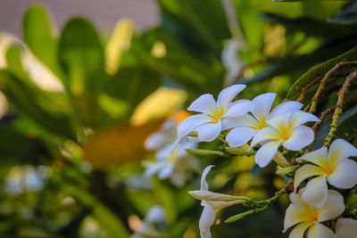 Close-up of white flowering plant