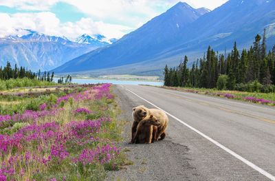 Bears on road amidst mountains