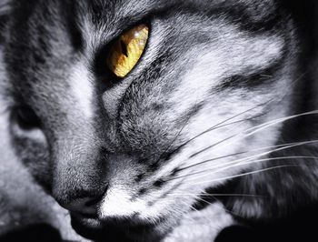 Close-up portrait of a cat