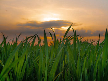 Crops growing on field against sky during sunset