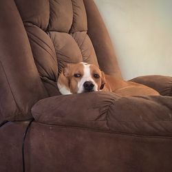 Portrait of dog resting on sofa at home