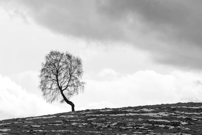 Bare tree on landscape against sky