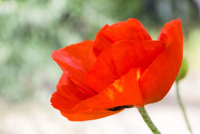 Close-up of red flower