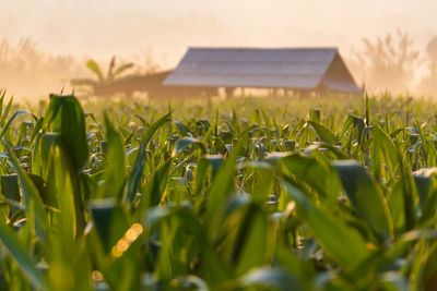 Surface level of crops on field against sky