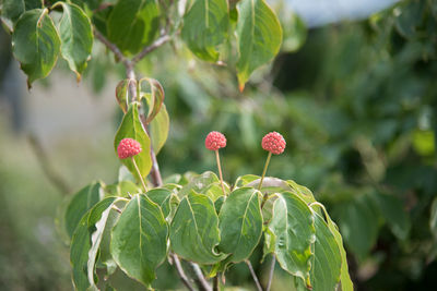 Close-up of flowers