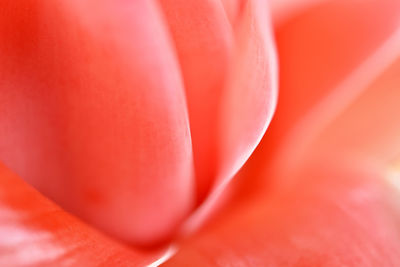 Full frame shot of red rose flower