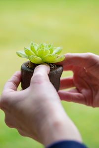 Cropped hands of woman holding flower