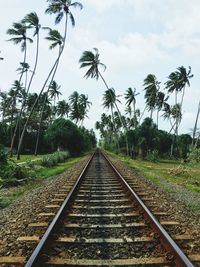 Palm trees along railroad tracks