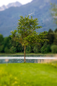 Tree by lake against sky