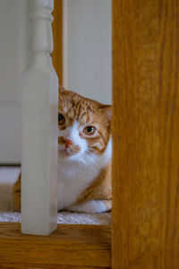 Portrait of ginger cat seen through railing