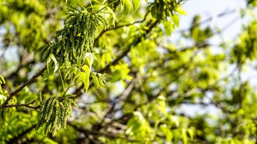 Close-up of tree branch