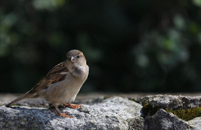 Close-up of bird perching on rock