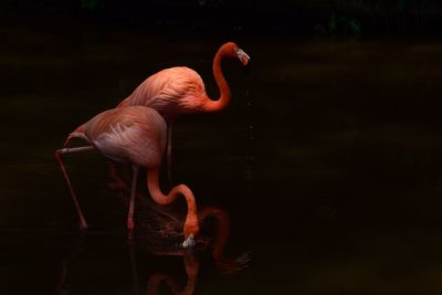 Duck standing in a lake