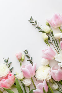 Close-up of pink tulip flowers against white background