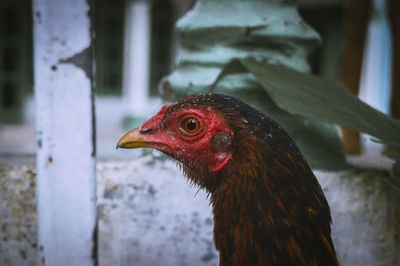 Close-up of a bird