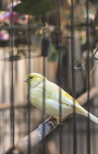 Close-up of parrot perching