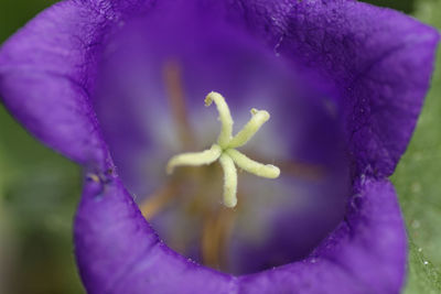 Close-up of purple water lily