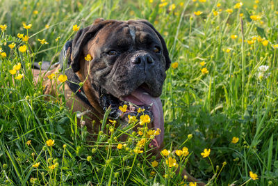 Portrait of dog on field
