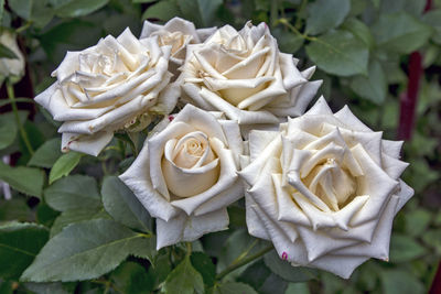 Close-up of white rose roses