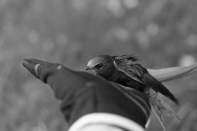 Close-up of bird perching outdoors