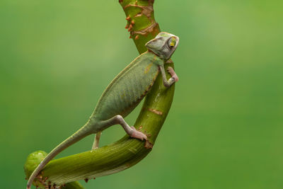 Close-up of lizard