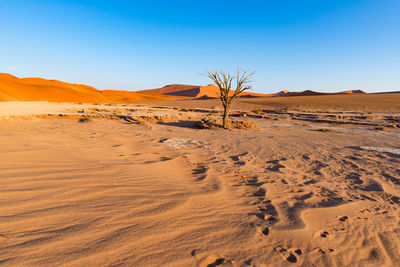 Scenic view of desert