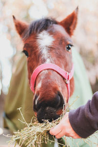 Close-up of a horse. horse eating