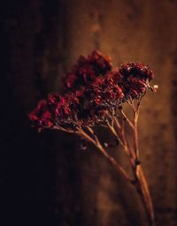 Close-up of wilted flower plant at night