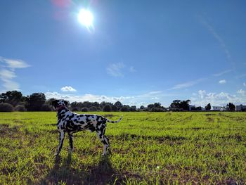 Horses on field against sky