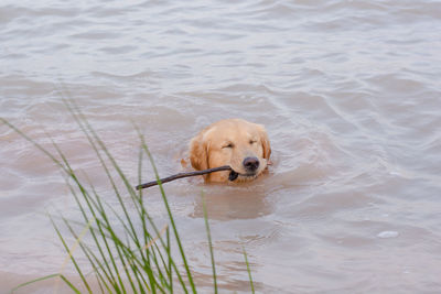 High angle view of golden retriever in water