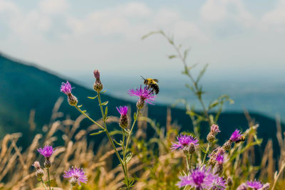 Close-up of pink flowering plant on field against sky