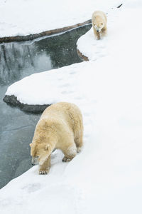 View of dog in snow