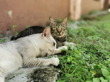 Portrait of a cat