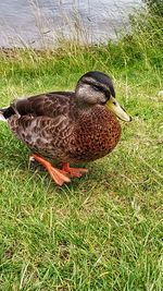 High angle view of mallard duck on field