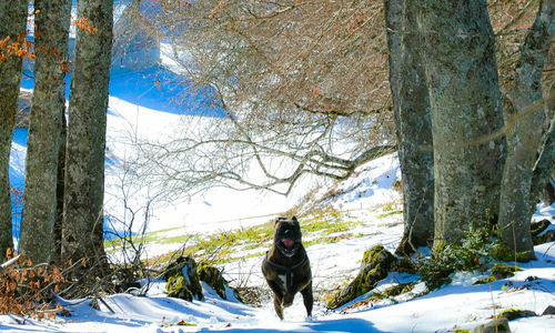 Dog on tree against sky during winter