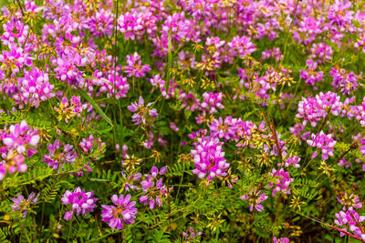 Close-up of pink flowering plants on field